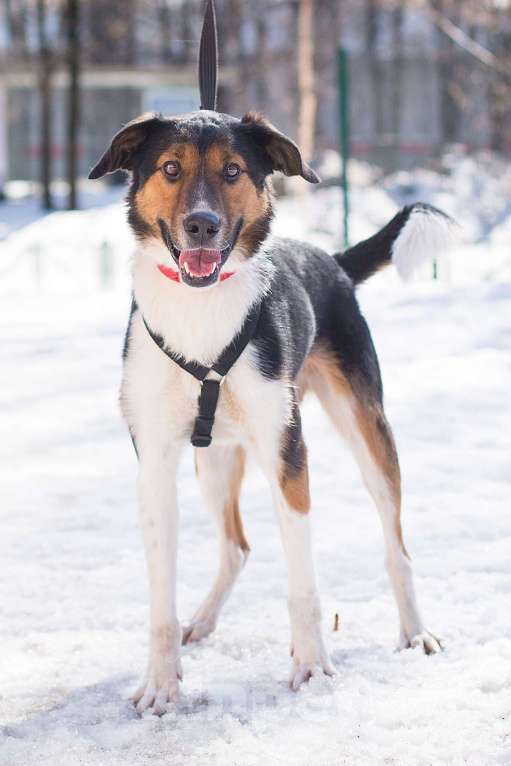 Собаки в Москве: Ньюша ищет дом Мальчик, Бесплатно - фото 2