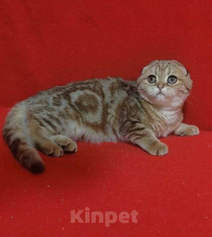 Кошки в Москве: Золотая мраморная кошечка Девочка, 10 000 руб. - фото 2