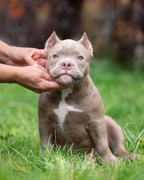 Собаки в Санкт-Петербурге: Предлагаются к продаже щенки американского булли  Девочка, 70 000 руб. - фото 5