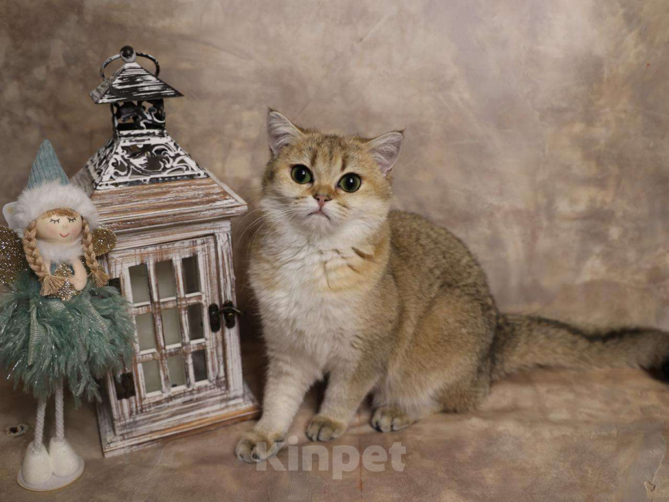 Кошки в Москве: Шотландский прямоухий короткошёрстный котёнок Девочка, 35 000 руб. - фото 1