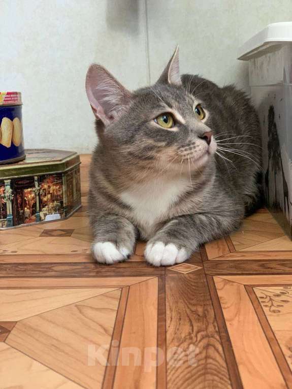 Кошки в Москве: Котёнок домой Мальчик, Бесплатно - фото 4