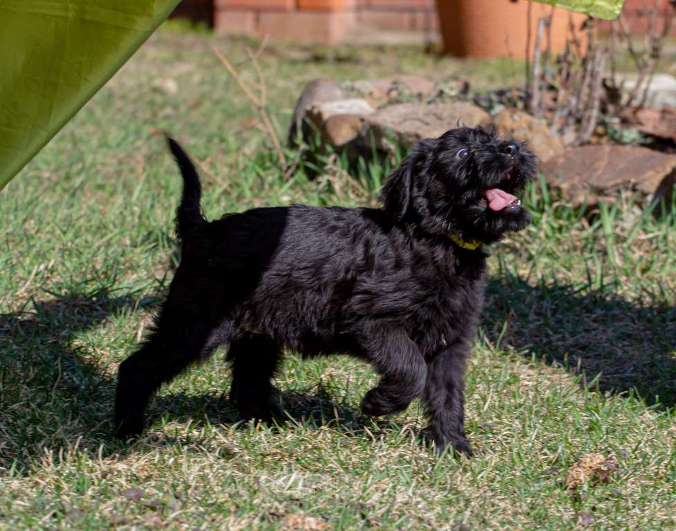 Собаки в других городах Московской области: Продам щенков ризеншнауцера Девочка, 70 руб. - фото 1