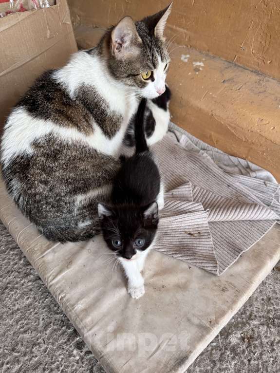 Кошки в Ростове-на-Дону: Кошку с котятами выбросили, временно живут в подъезде Разнополые, Бесплатно - фото 9