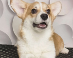 Собаки в Москве: Красотка вельш корги пемброк  Девочка, 40 000 руб. - фото 2