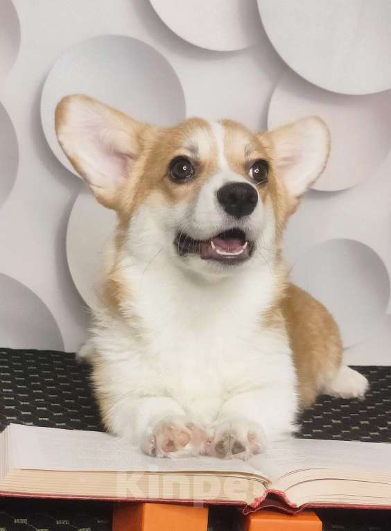 Собаки в Москве: Красотка вельш корги пемброк  Девочка, 40 000 руб. - фото 2