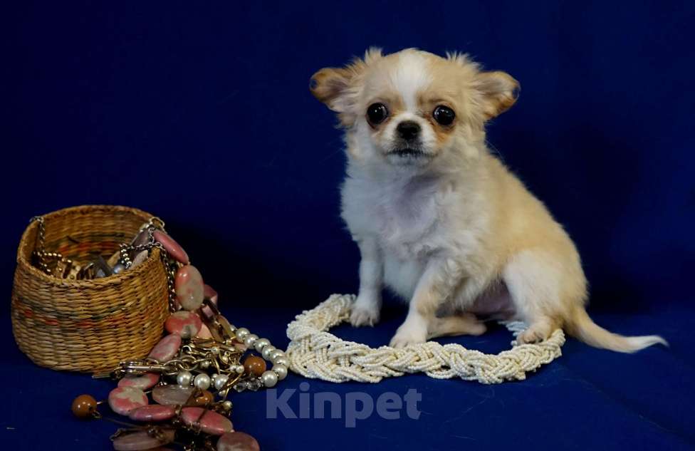 Собаки в Кудрово: Мини Нелиана Девочка, 80 000 руб. - фото 3