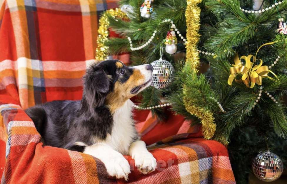 Собаки в Москве: Аусси щеночек Девочка, 70 000 руб. - фото 1