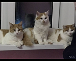 Кошки в Барнауле: Три кота и одна кошечка в добрые руки срочно! Мальчик, Бесплатно - фото 1