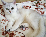 Кошки в Санкт-Петербурге: Британские кошечки Девочка, 18 000 руб. - фото 2