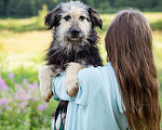 Собаки в Троицке: Бородатик в добрые руки Мальчик, Бесплатно - фото 7