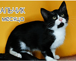 Кошки в Балашихе: Котята в добрые руки Разнополые, Бесплатно - фото 2