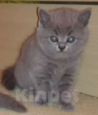 Кошки в Нижнем Новгороде: Котята британской породы Мальчик, Бесплатно - фото 1