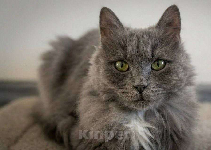 Кошки в Москве: Котенок Сапсан ищет дом Мальчик, Бесплатно - фото 1