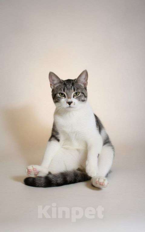 Кошки в Москве: Питомец только в добрые руки Мальчик, 1 руб. - фото 7