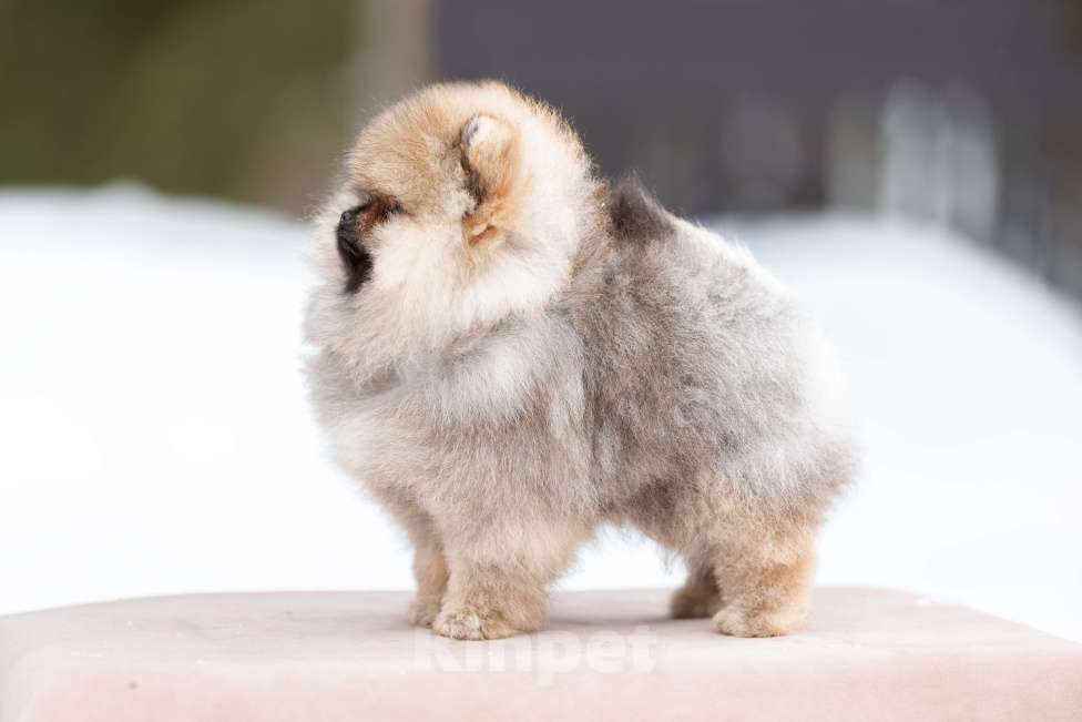 Собаки в Лобне: Красотка Девочка, 70 000 руб. - фото 1