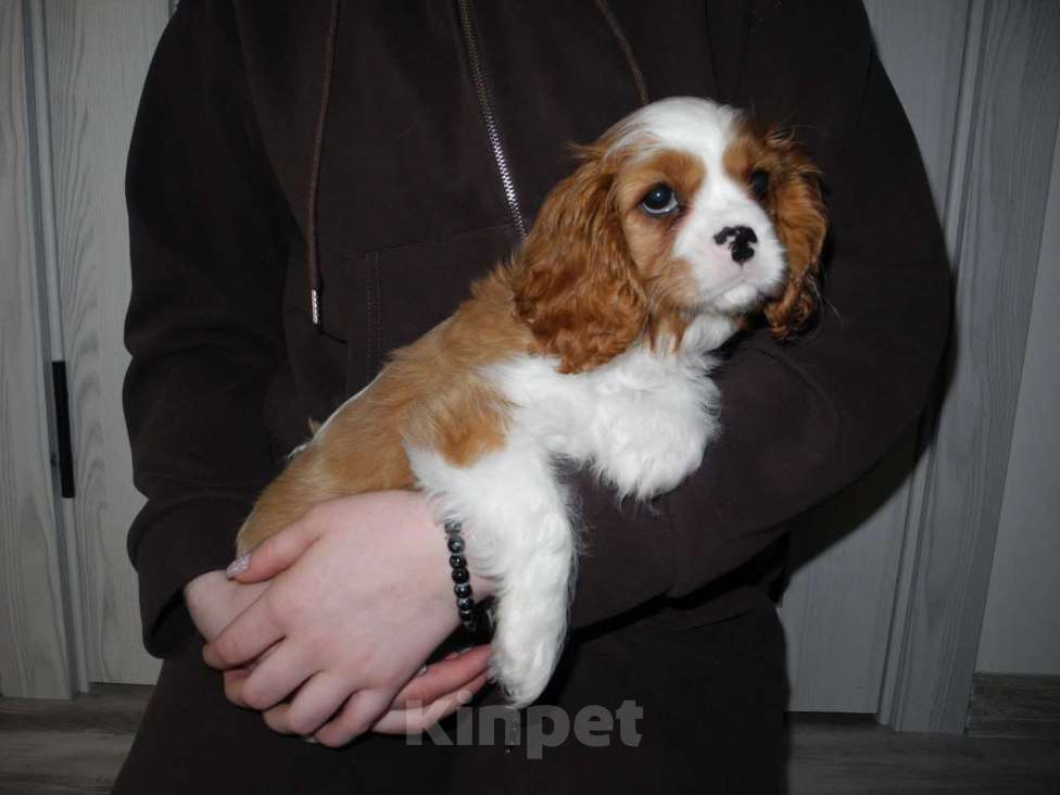 Собаки в Ярославле: Щенки кавалер Кинг Чарльз спаниель Девочка, 80 000 руб. - фото 2