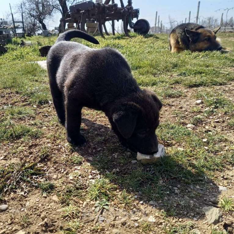 Собаки в других городах Крыма: ищем заботливых хозяев Девочка, Бесплатно - фото 7