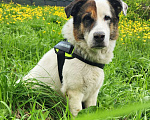 Собаки в Химках: Умка метис ищет дом Мальчик, Бесплатно - фото 3
