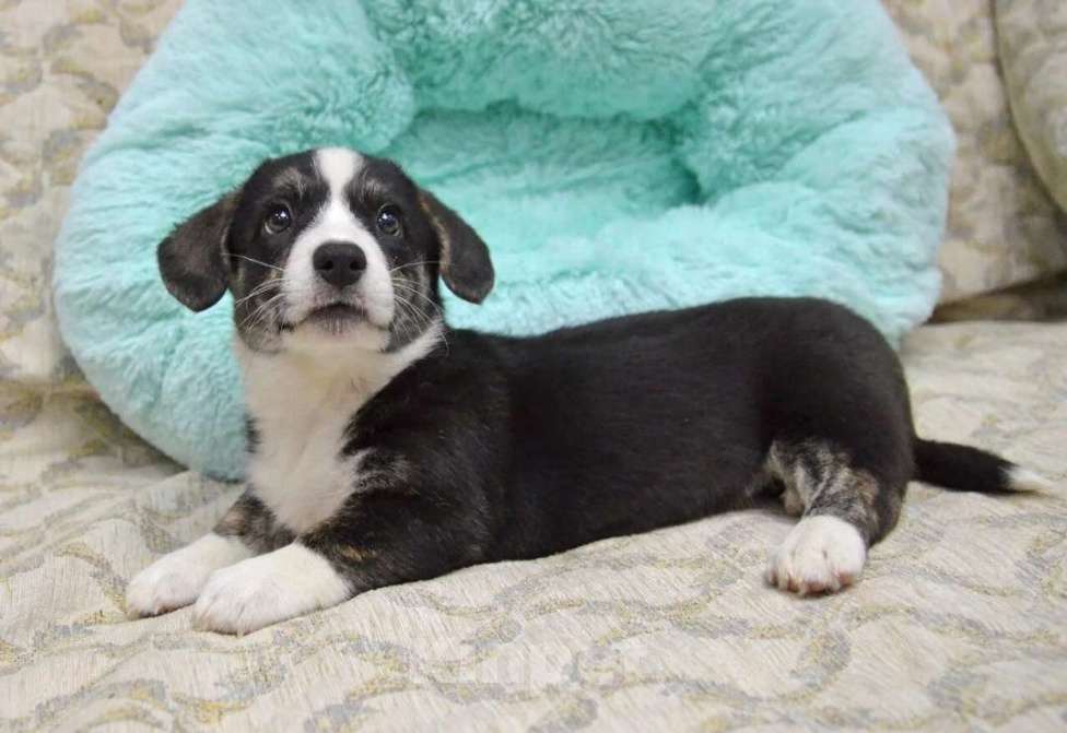 Собаки в Москве: Мэдисон Вельш-корги-кардиган  Девочка, 40 000 руб. - фото 3