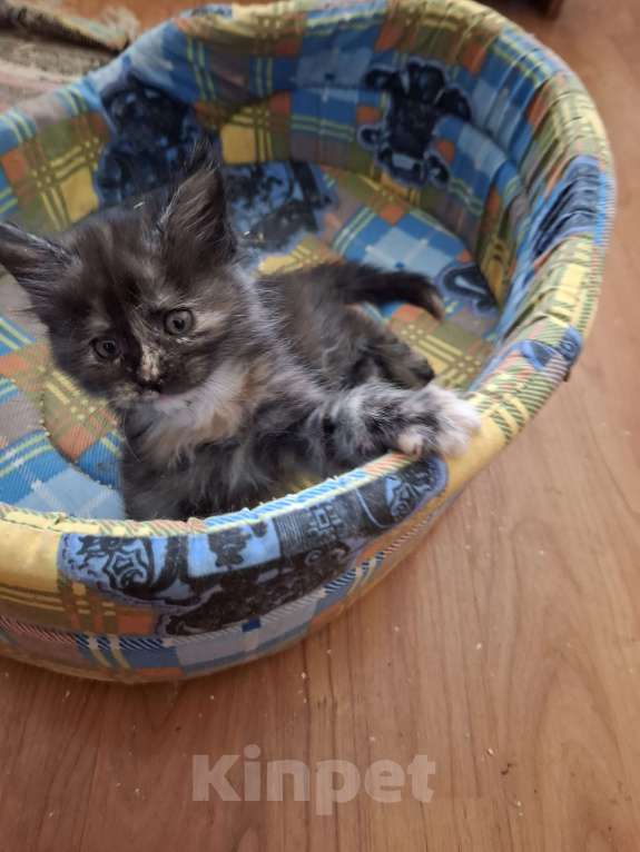 Кошки в Москве: Трехцветная куночка Девочка, 20 000 руб. - фото 2