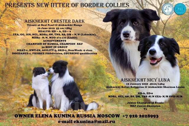 Собаки в Москве: Умнейшая девочка бордер-колли Девочка, Бесплатно - фото 7