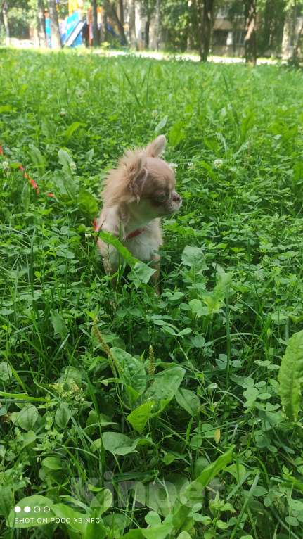 Собаки в Москве: Лиловая  девочка Девочка, 85 000 руб. - фото 4