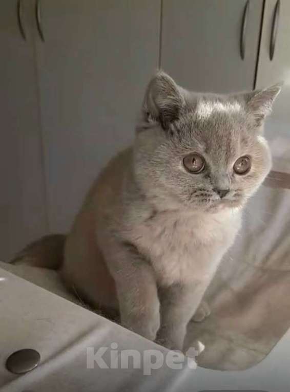 Кошки в Москве: Британский лиловый с кремом котенок Девочка, 50 000 руб. - фото 5
