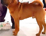 Собаки в Курске: Вязка Мальчик, 5 руб. - фото 1