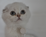 Кошки в Бахчисарае: Шотландский вислоухий котенок Девочка, 55 000 руб. - фото 1