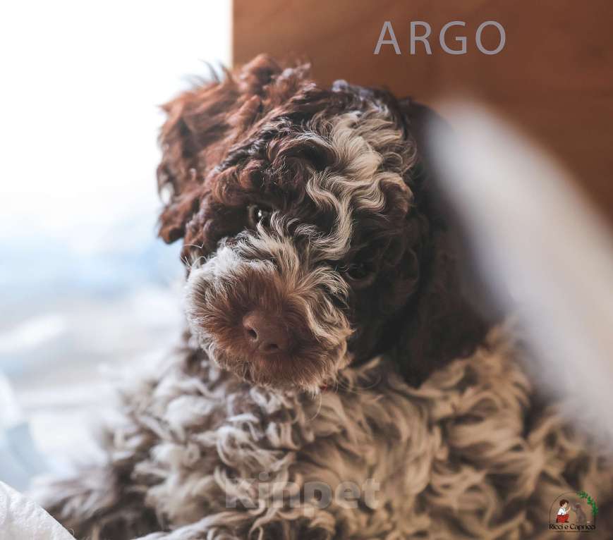 Собаки в Москве: Щенок лаготто романьоло Мальчик, 220 000 руб. - фото 2