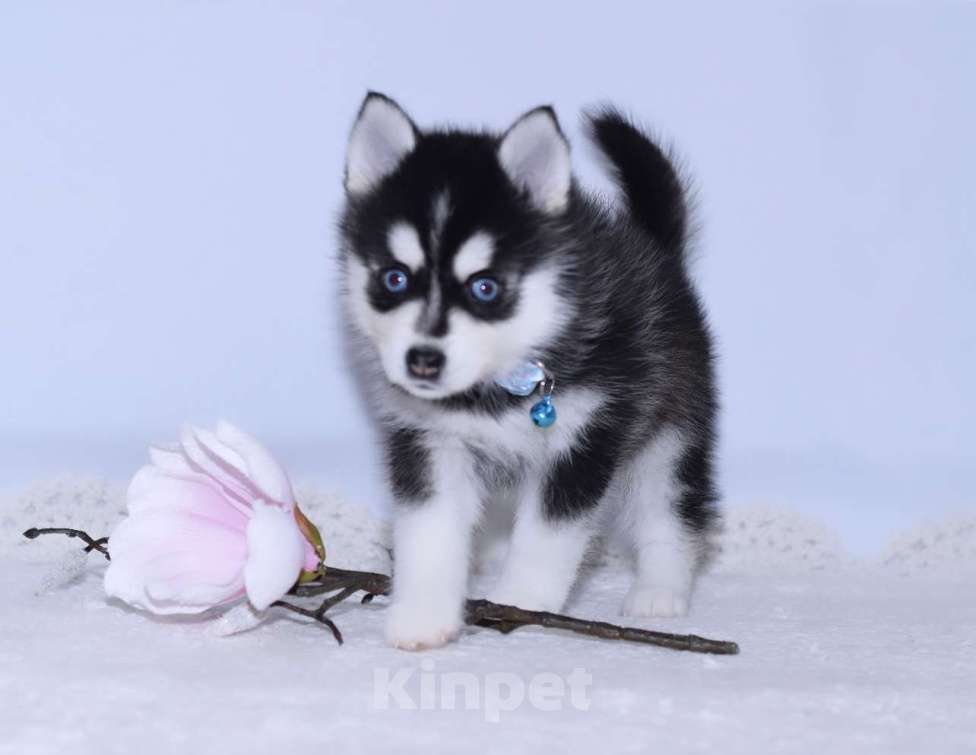 Собаки в Краснодаре: Микро мальчики Помски  Мальчик, 150 000 руб. - фото 5