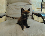 Кошки в Краснодаре: Котенок ищет дом Девочка, Бесплатно - фото 1