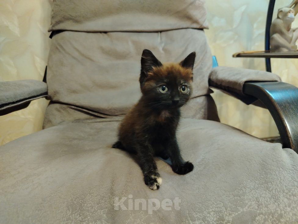 Кошки в Краснодаре: Котенок ищет дом Девочка, Бесплатно - фото 1