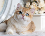 Кошки в Владивостоке: Британский котенок Heat Мальчик, 150 000 руб. - фото 5