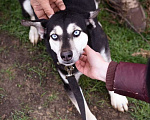 Собаки в Москве: Аляска, 1.5 года Девочка, Бесплатно - фото 2