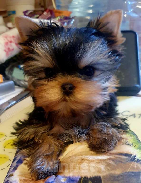 Собаки в Москве: Щенки йоркширского терьера Девочка, 70 000 руб. - фото 4