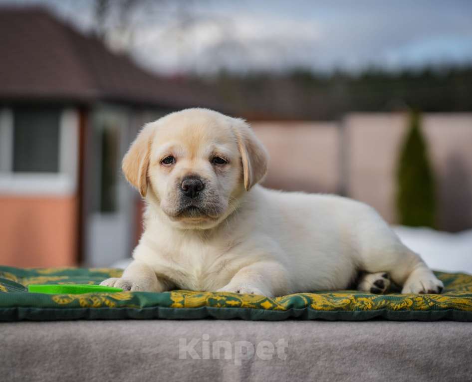 Собаки в Москве: Шикарные девочки лабрадора Девочка, 80 000 руб. - фото 7