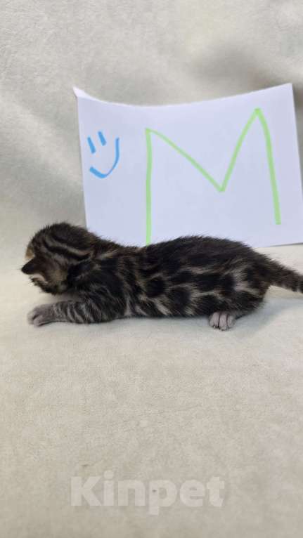 Кошки в Ростове-на-Дону: Бенгальский леопард Мальчик, 60 000 руб. - фото 8