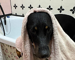 Собаки в Котельнике: Собака Альма Девочка, Бесплатно - фото 1