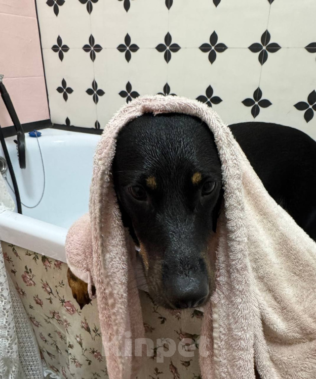Собаки в Котельнике: Собака Альма Девочка, Бесплатно - фото 1