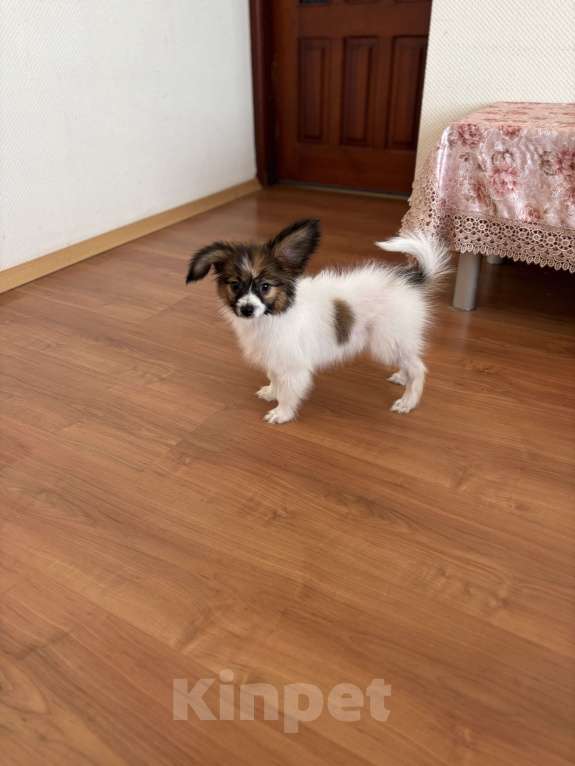 Собаки в Москве: Кукольный мальчик папильона, Бруно  Мальчик, 50 000 руб. - фото 4