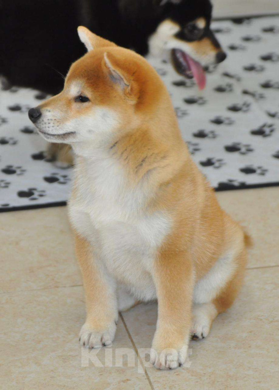 Собаки в Москве: Сиба-ину, 3 месяца Девочка, 100 000 руб. - фото 3