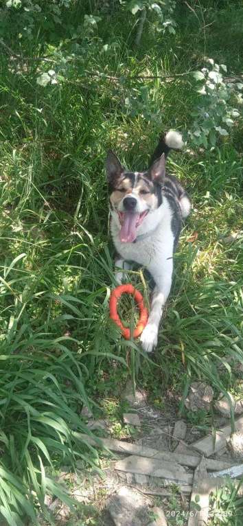 Собаки в других городах Краснодарского края: Фунтик метис Акита из приюта Поводог Сочи в добрые руки  Мальчик, Бесплатно - фото 2