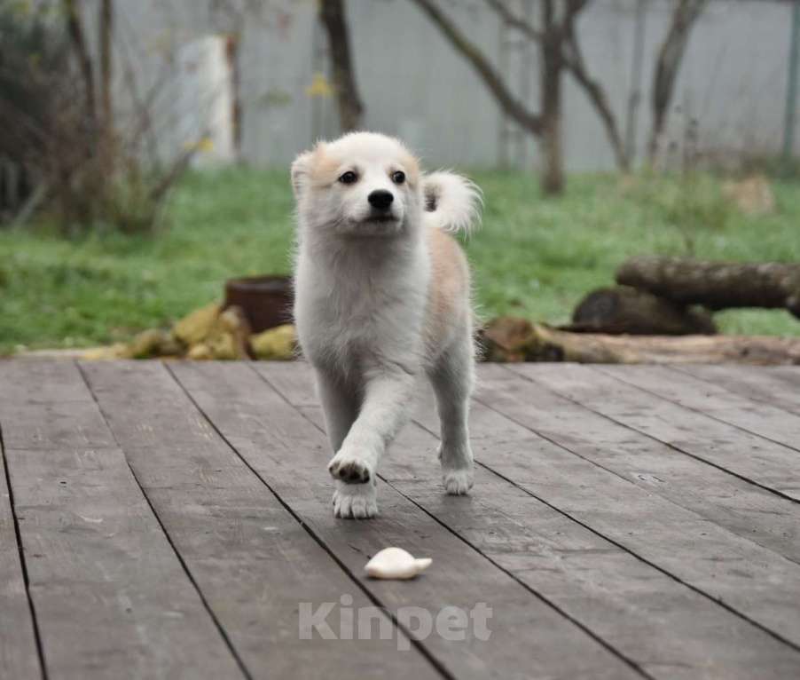 Собаки в Москве: Ненецкая оленегонная лайка, сука Женева. Девочка, 60 000 руб. - фото 4