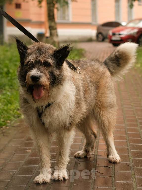Собаки в Санкт-Петербурге: Элис из приюта в добрые руки Девочка, Бесплатно - фото 2