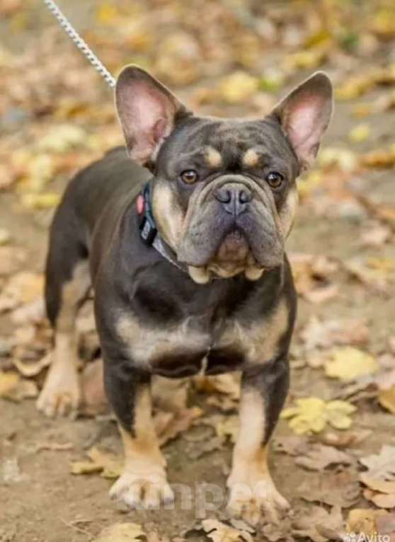 Собаки в Тюмени: Французский бульдог взрослый мальчик Мальчик, Бесплатно - фото 1
