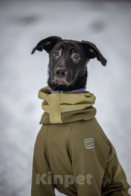 Собаки в Москве: Здравствуйте. Это Макс.  Мальчик, Бесплатно - фото 1