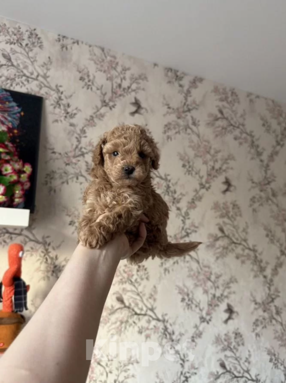 Собаки в Москве: Мальчик Мальчик, 40 000 руб. - фото 1