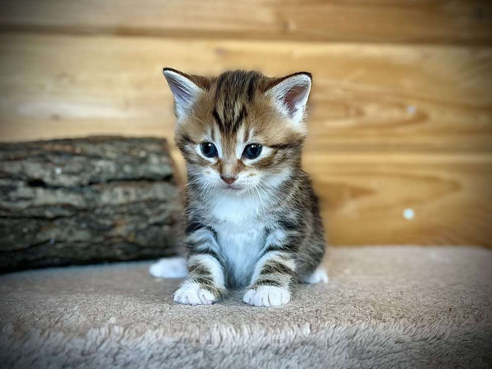 Кошки в других городах Московской области: Silk Lion Мальчик, 45 000 руб. - фото 1