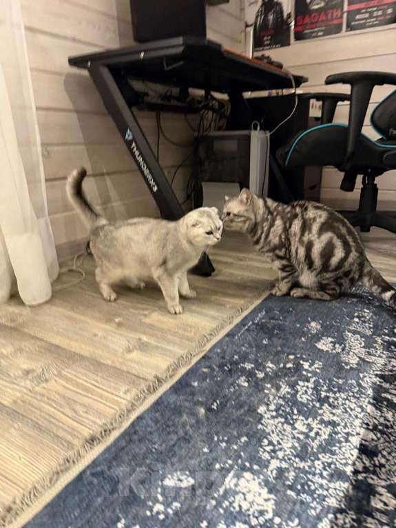 Кошки в Москве: продаю милейшую девочку  Девочка, 15 000 руб. - фото 5